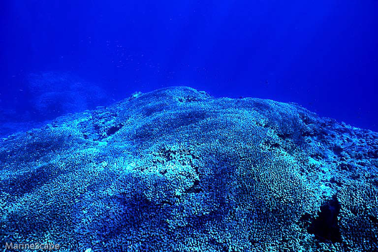 5　珊瑚　安室尻　慶留間