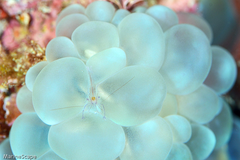 水玉珊瑚カクレエビ　黒島V字アーチ