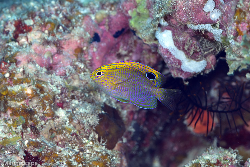 17　クロメガネスズメダイ　中の島チャネル