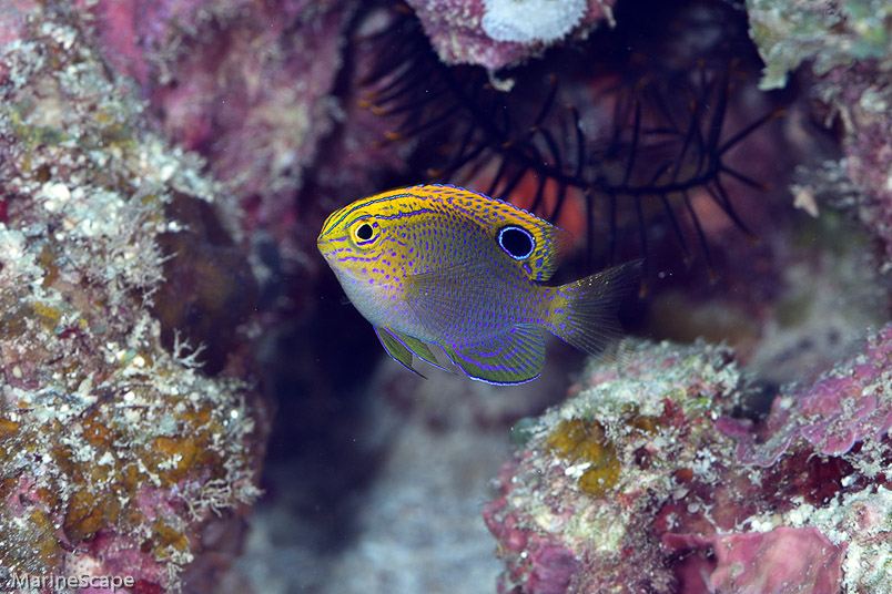 18　クロメガネスズメダイ　中の島チャネル