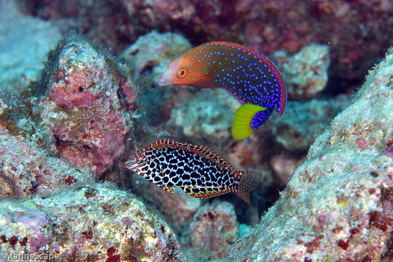 25　ノドグロベラ　中の島チャネル