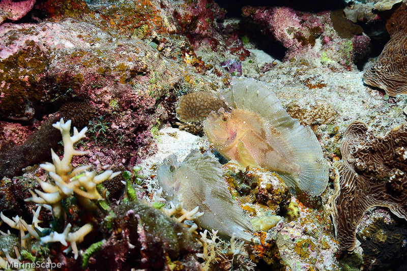 ハダカハオコゼ　慶良間 前浜