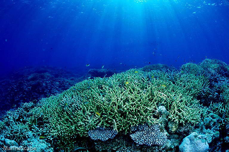 5　珊瑚　ブツブツサンゴ　慶留間