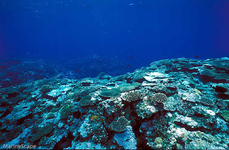 10　珊瑚　サンシャワー　慶留間