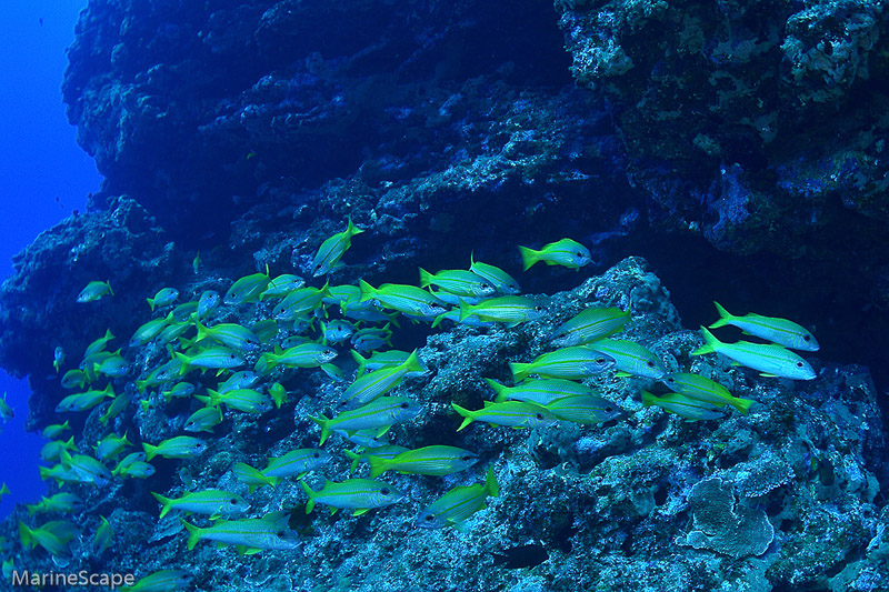 33　アカヒメジ群れる　慶良間　佐久原漁礁