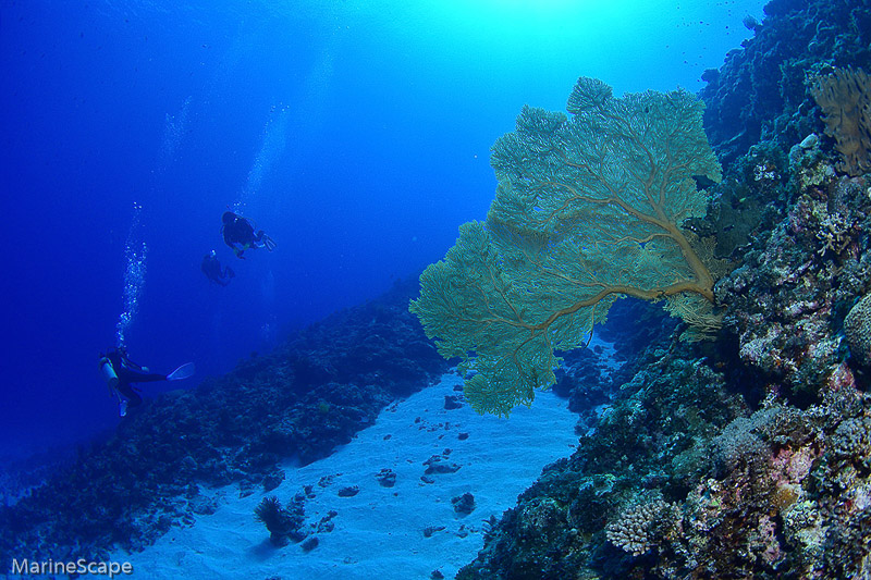 41　ウミウチワ珊瑚とダイバー　慶良間　奥武島
