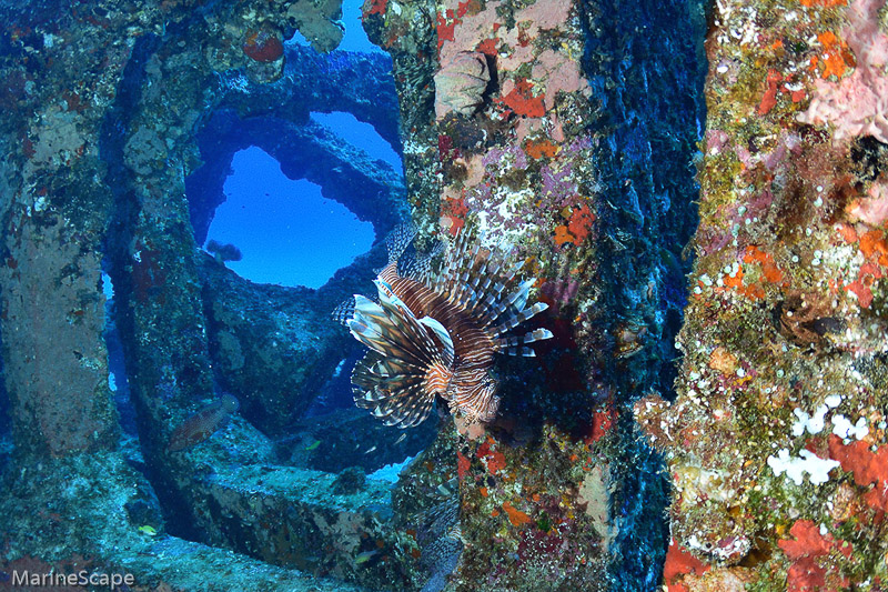 15　ハナミノカサゴ　慶良間　佐久原漁礁