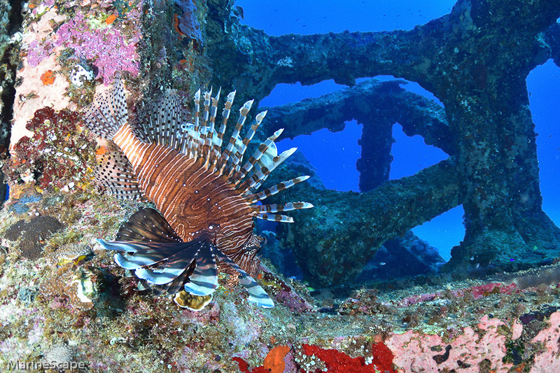 18　ハナミノカサゴ　慶良間　佐久原漁礁