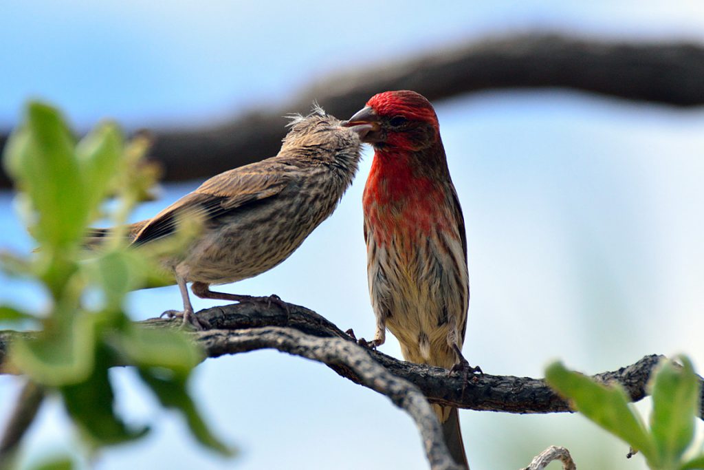 ハワイの鳥類 写真・鳥類画 専門書「Hawaiian Birdlife」1972 ハワイの鳥類 写真・鳥類画 専門書「Hawaiian Birdlife」1972