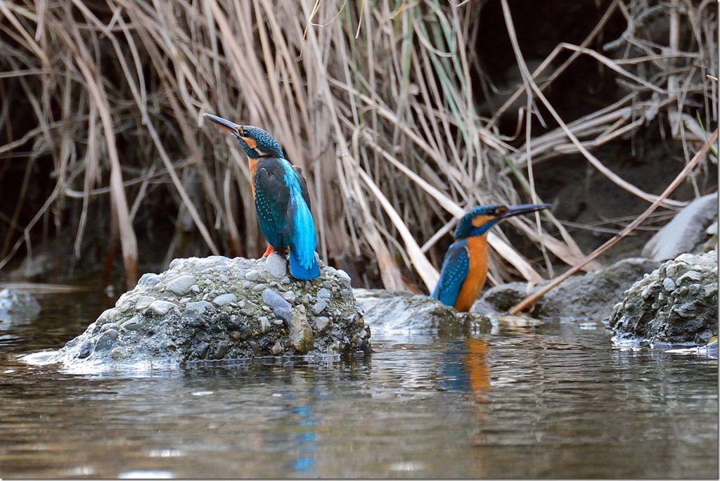 カワセミ 野鳥シリーズ『カワセミ（オス）』（送料無料） 立体・オブジェ