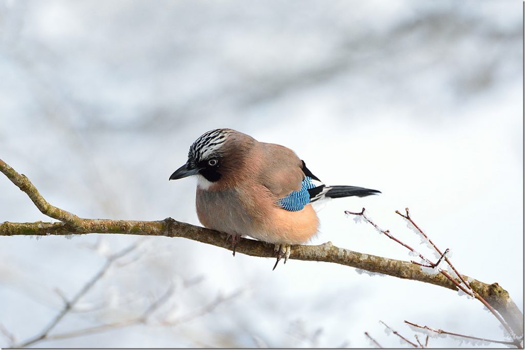 金剛山の野鳥達 | マリンスケープ