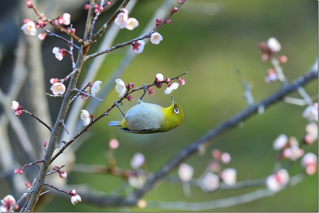 梅メジロ | マリンスケープ