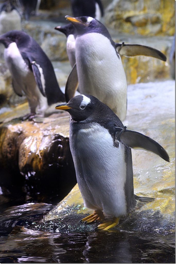 トビペンギン　ヤマドラン　妖精の贈り物　ツルプルン　メガソニックアイ トビペンギン ヤマドラン 妖精の贈り物 ツルプルン メガソニック