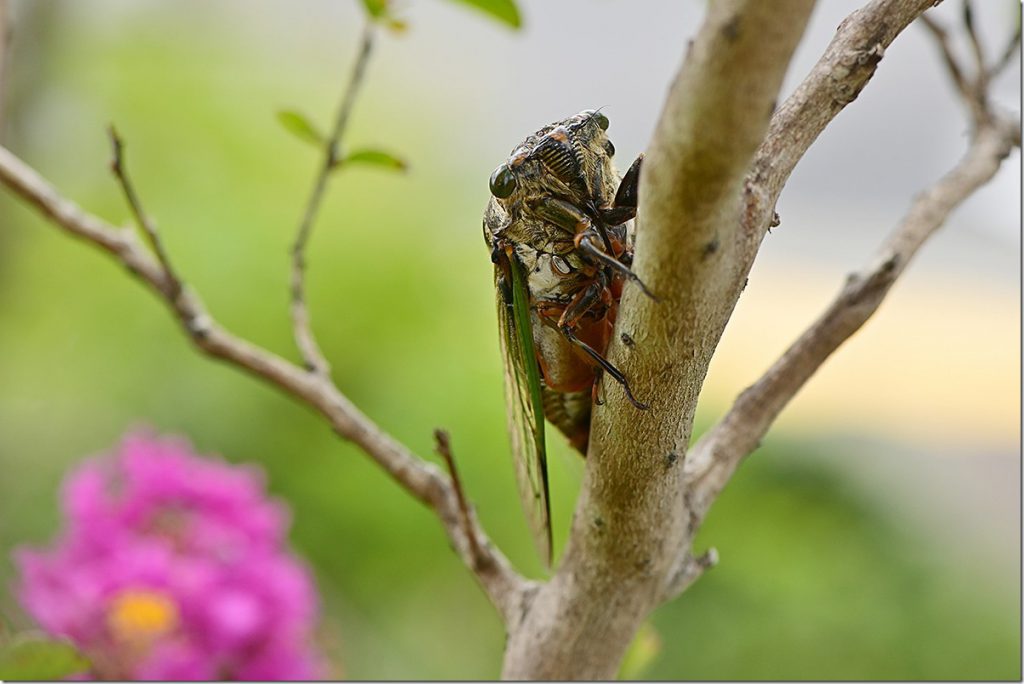 クマゼミの季節 | マリンスケープ