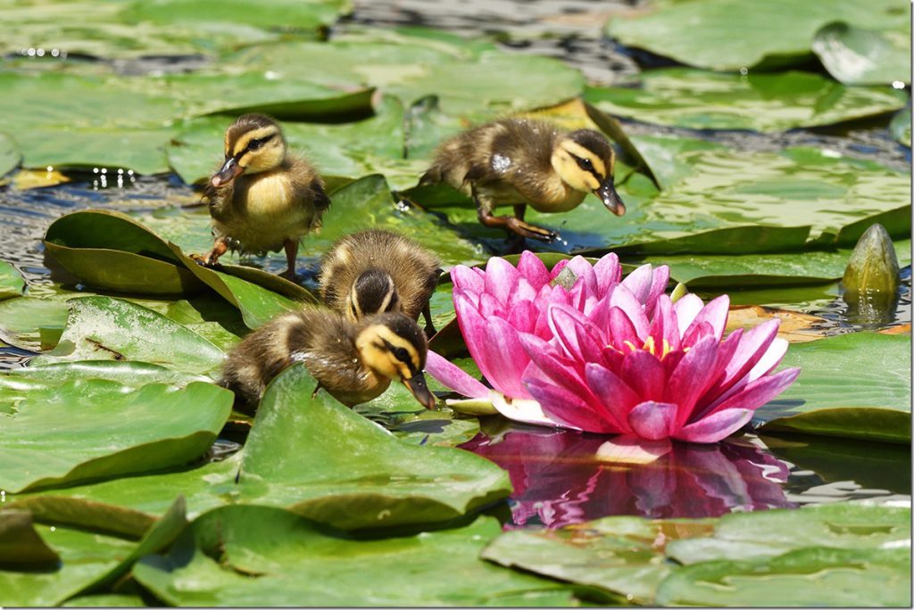 睡蓮とカルガモ親子 | マリンスケープ
