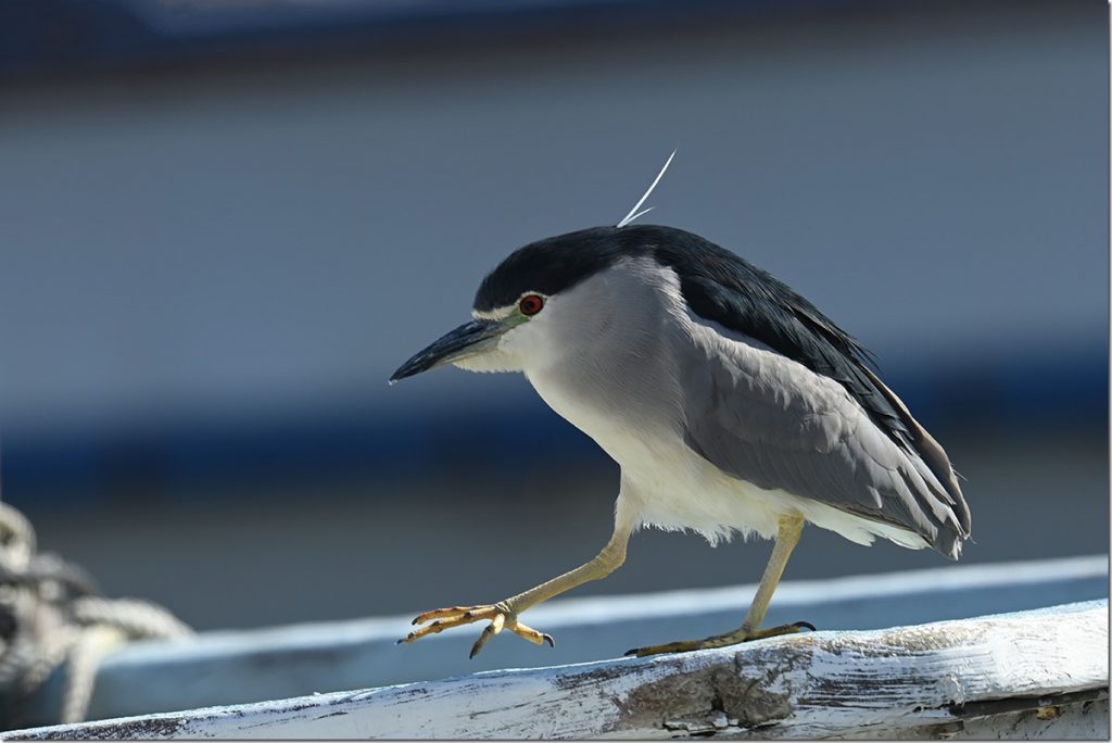野鳥です。 384-2-1024x576.jpg