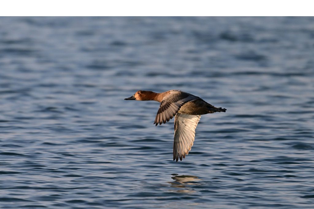 鳥の標本箱（飛翔中） 終了】飛行機の世界を模型で追求する「翔バナイカイ」プラモデル作品展