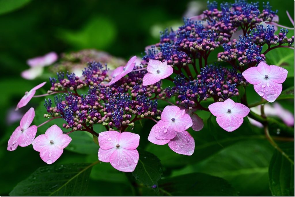 紫陽花 蜻蛉池公園の紫陽花 | マリンスケープ