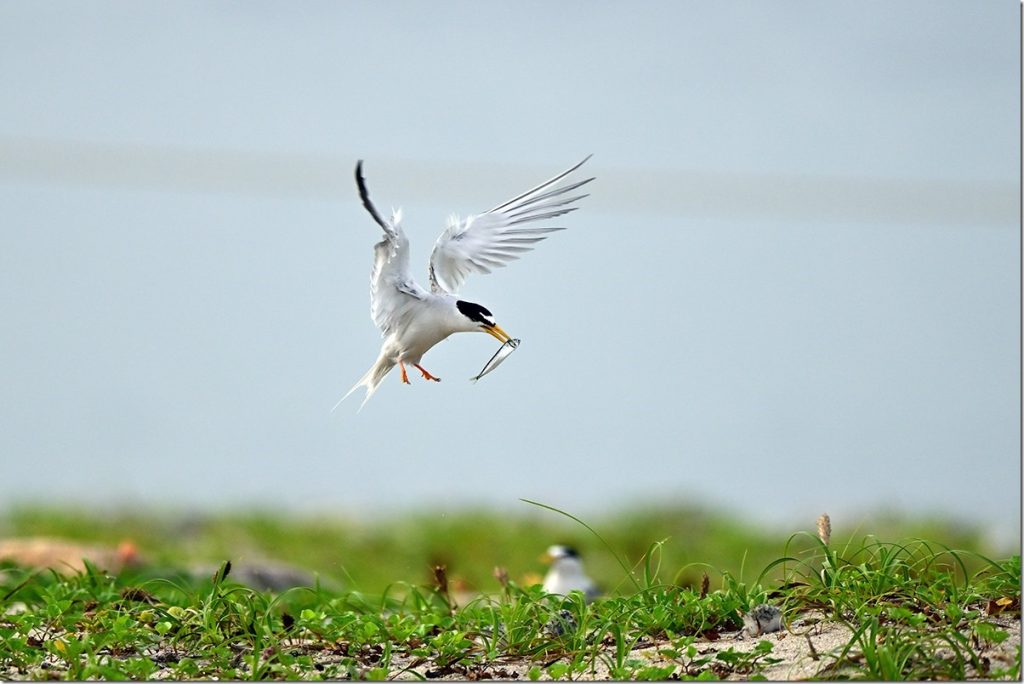 【動作確認のみ未使用】ケロヒサシ コケロミン この1983年のシンセ、MIDIコントローラーとして使えるかな？ : r