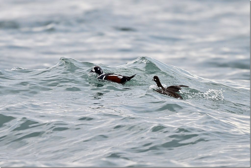 Nikon Z9,Z8 推奨設定ガイド『ワイルドライフ編』 | マリンスケープ