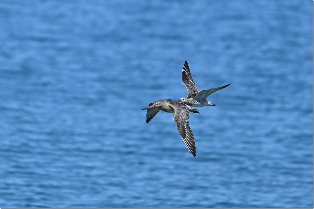 剥製の飛翔姿勢の鳥 シギ達の飛翔 | マリンスケープ