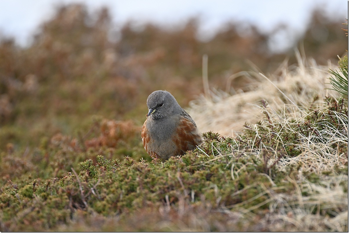 Z8M_5767_blog