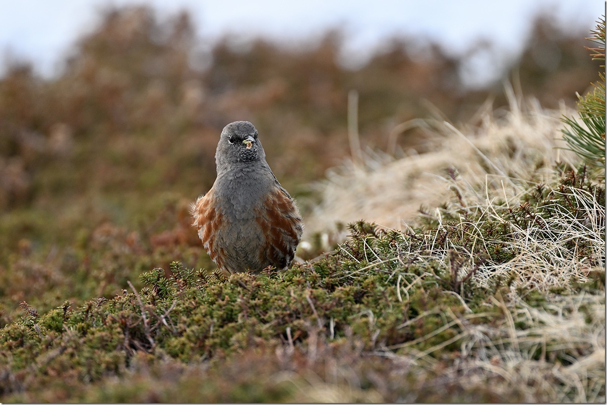 Z8M_5773_blog