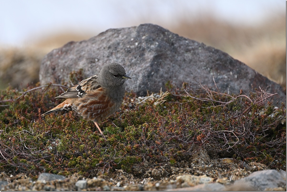 Z8M_5878_blog