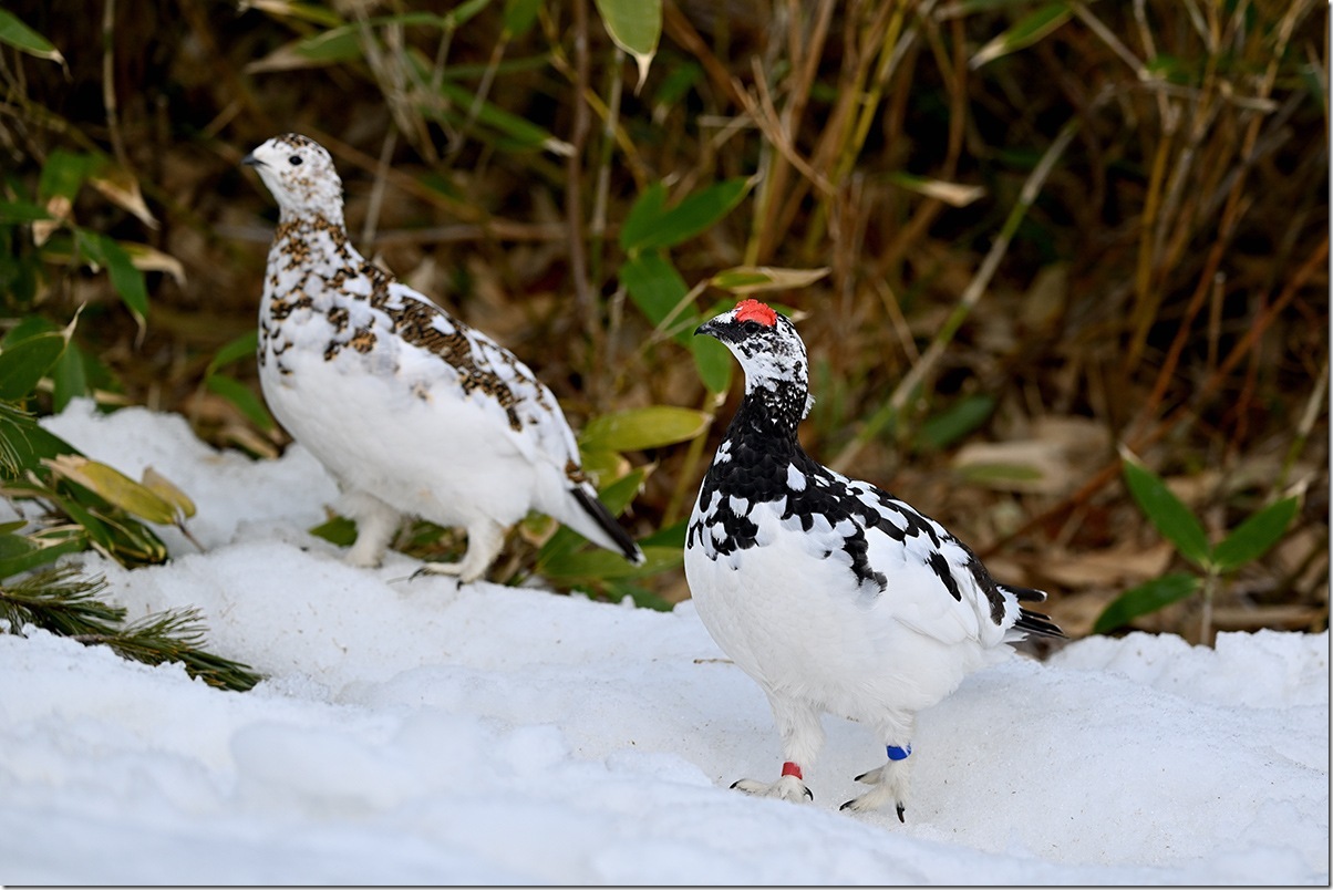Z8M_6190_blog