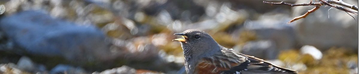 Z8M_6845_blog_thumb-1
