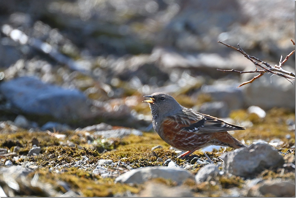 Z8M_6845_blog