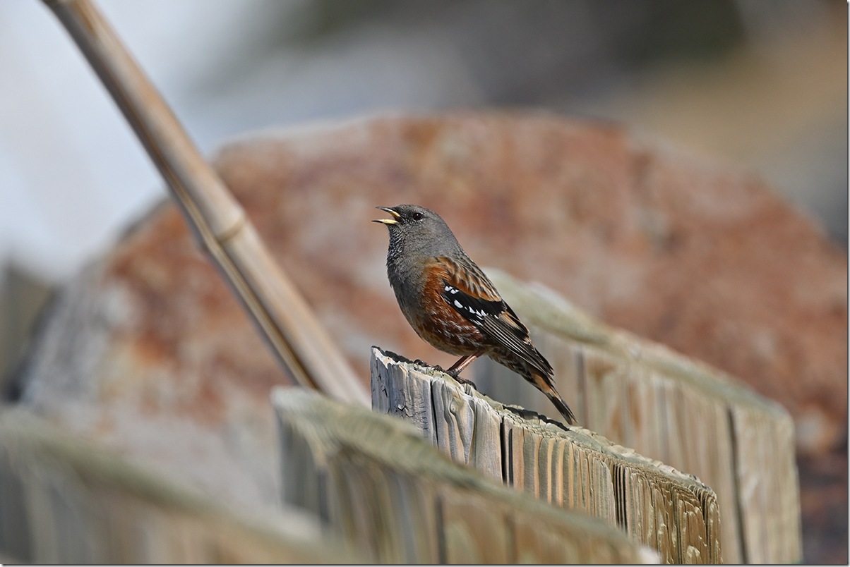 Z8M_6888_blog