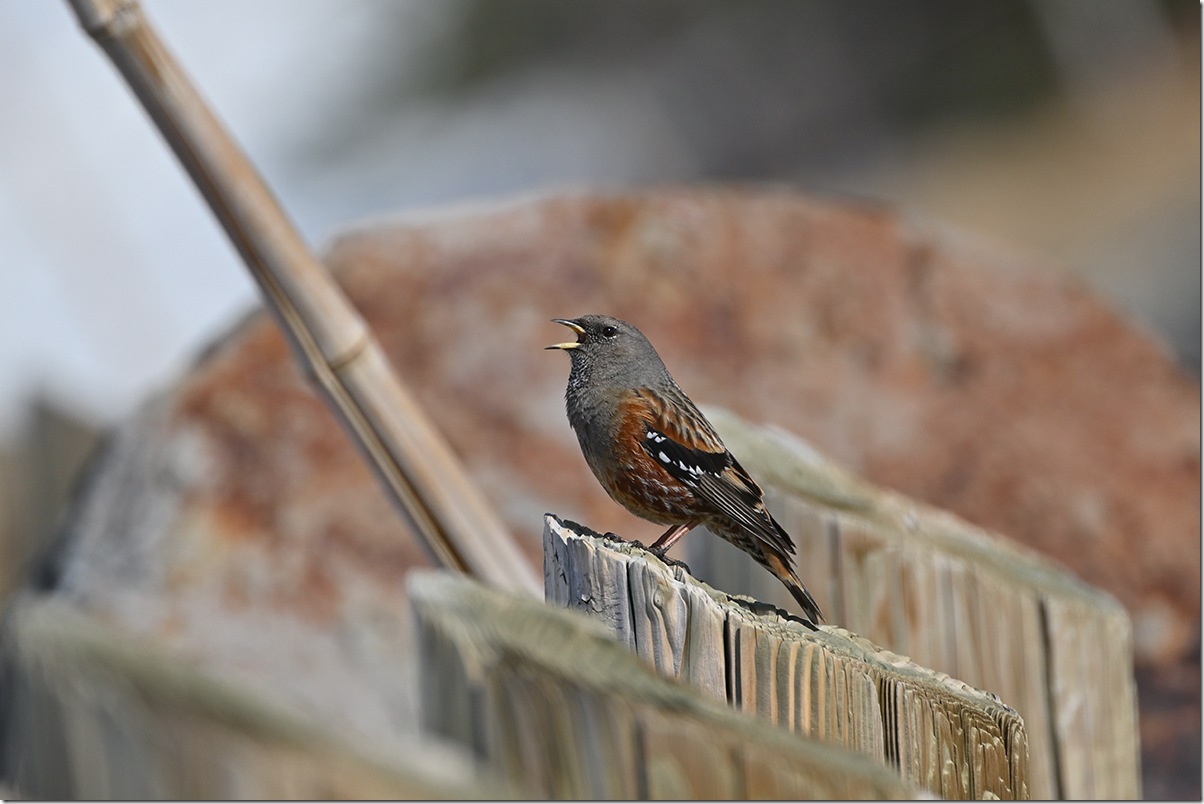 Z8M_6894_blog