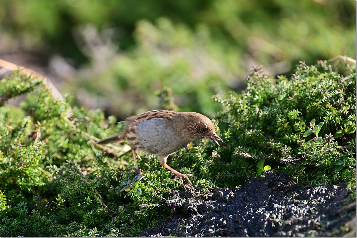 Z8M_7052_blog