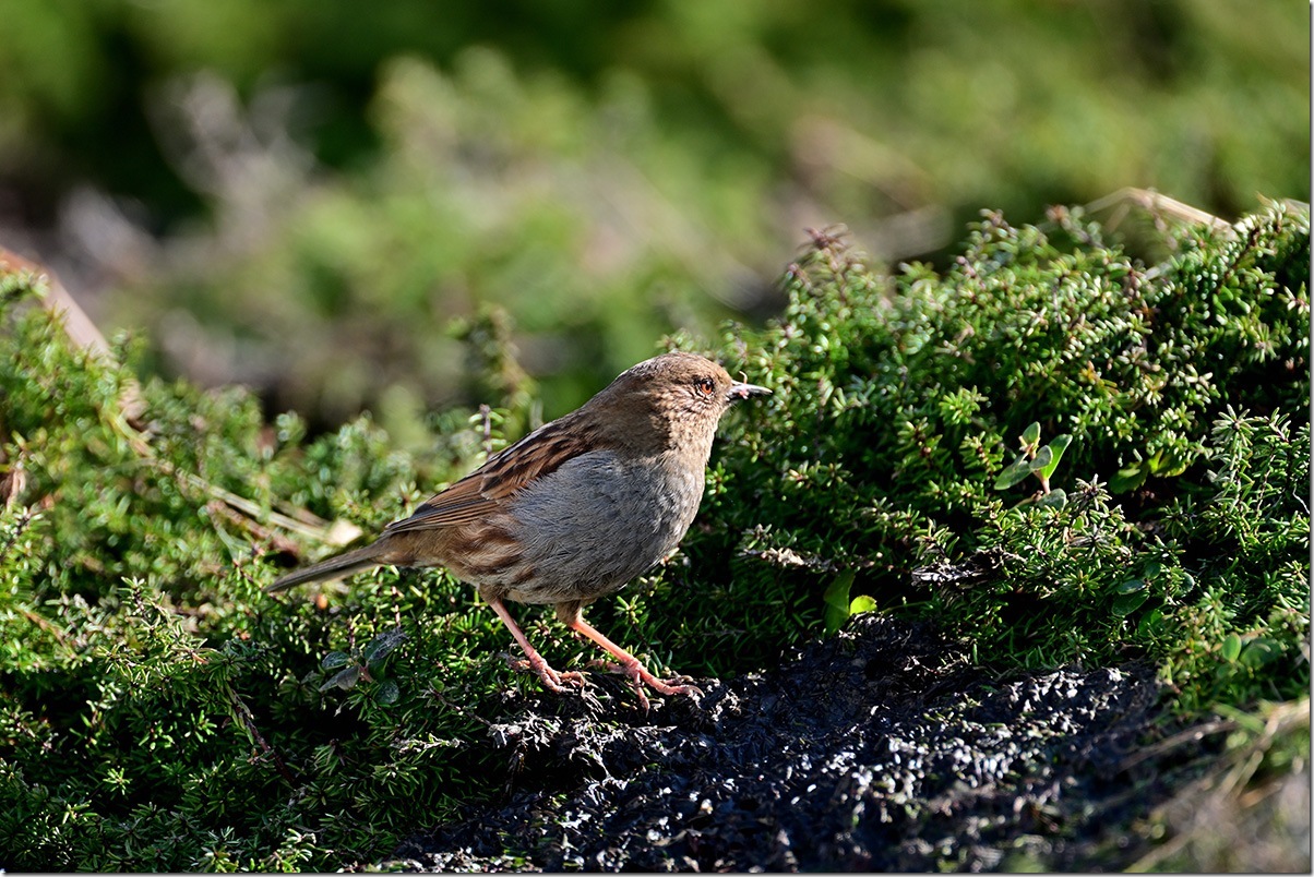 Z8M_7054_blog