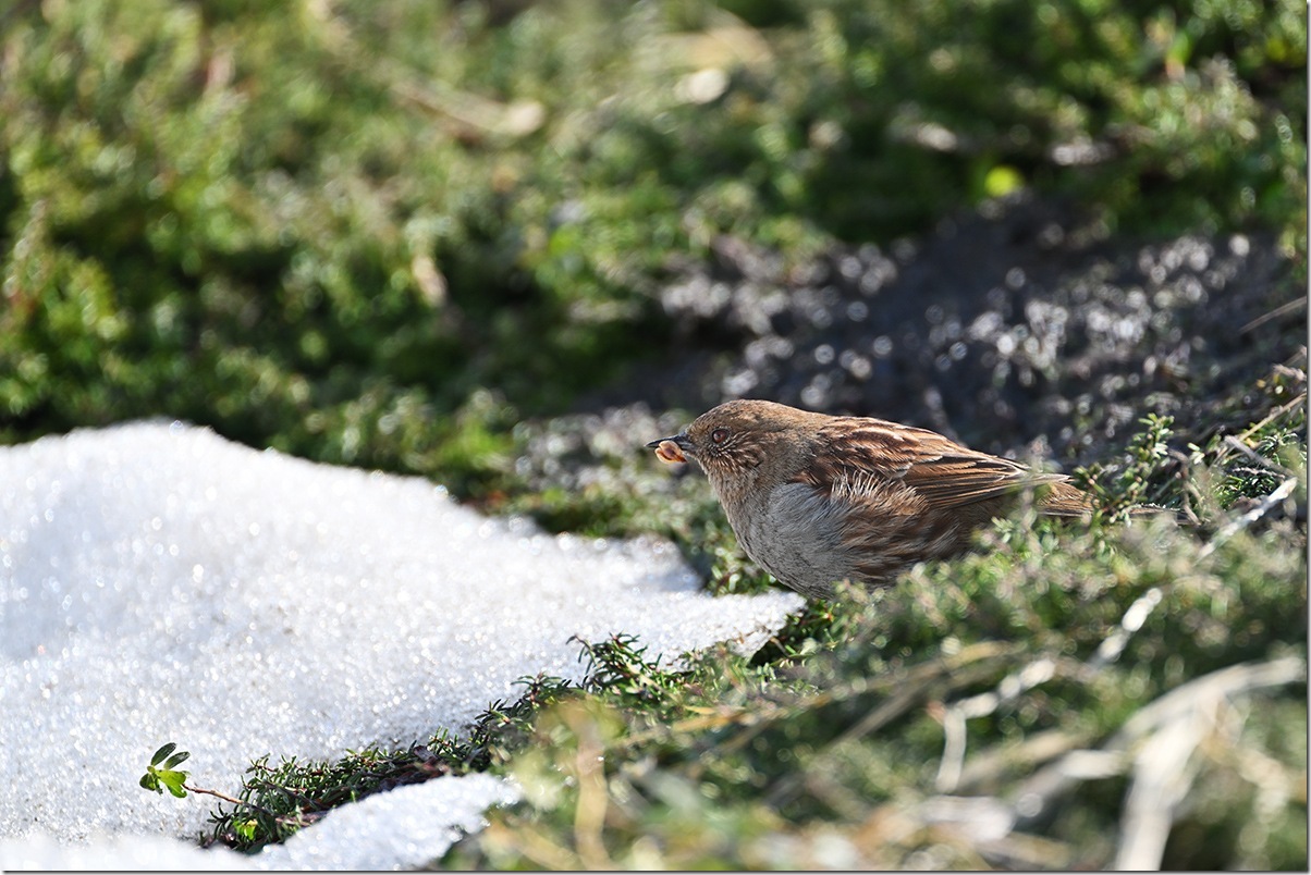 Z8M_7074_blog