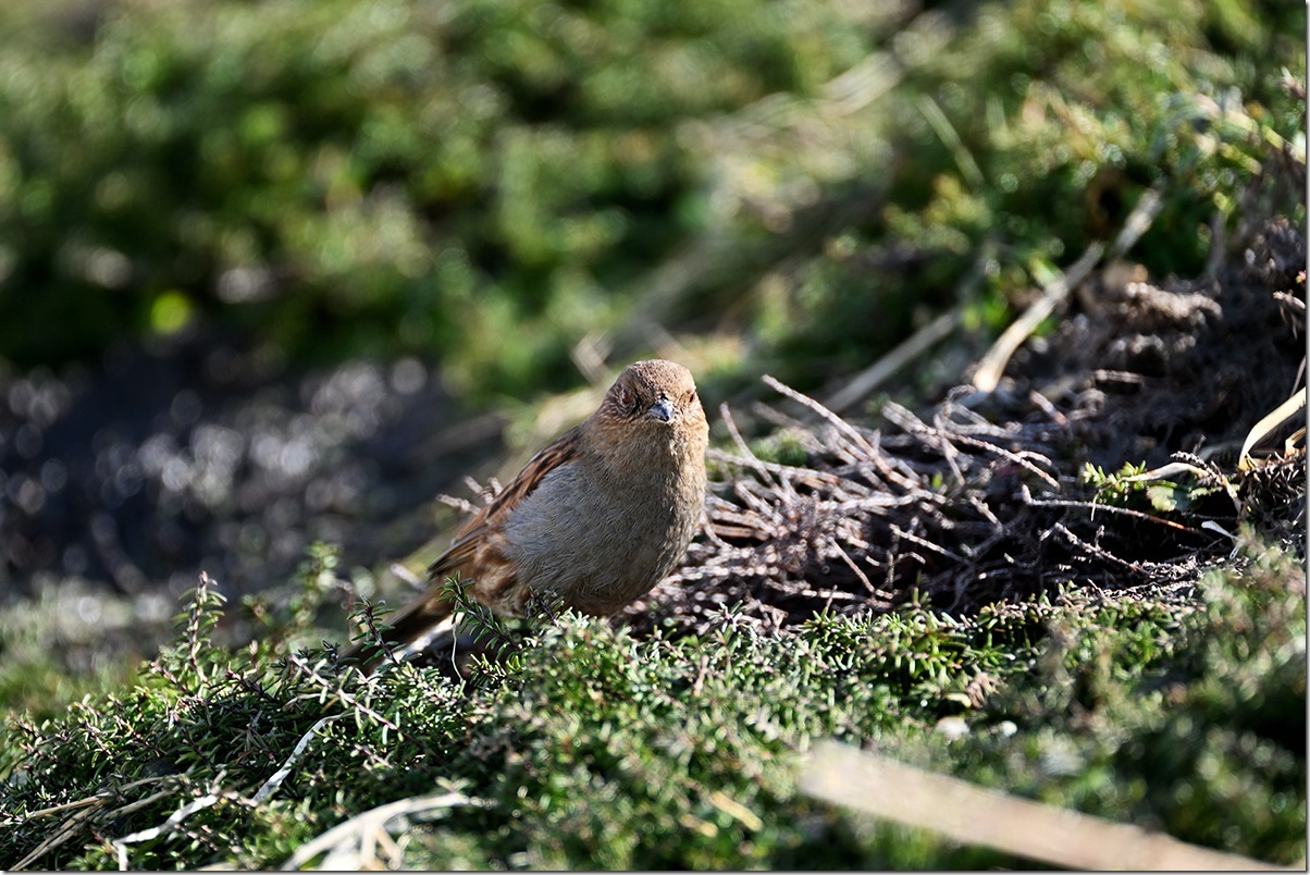 Z8M_7091_blog