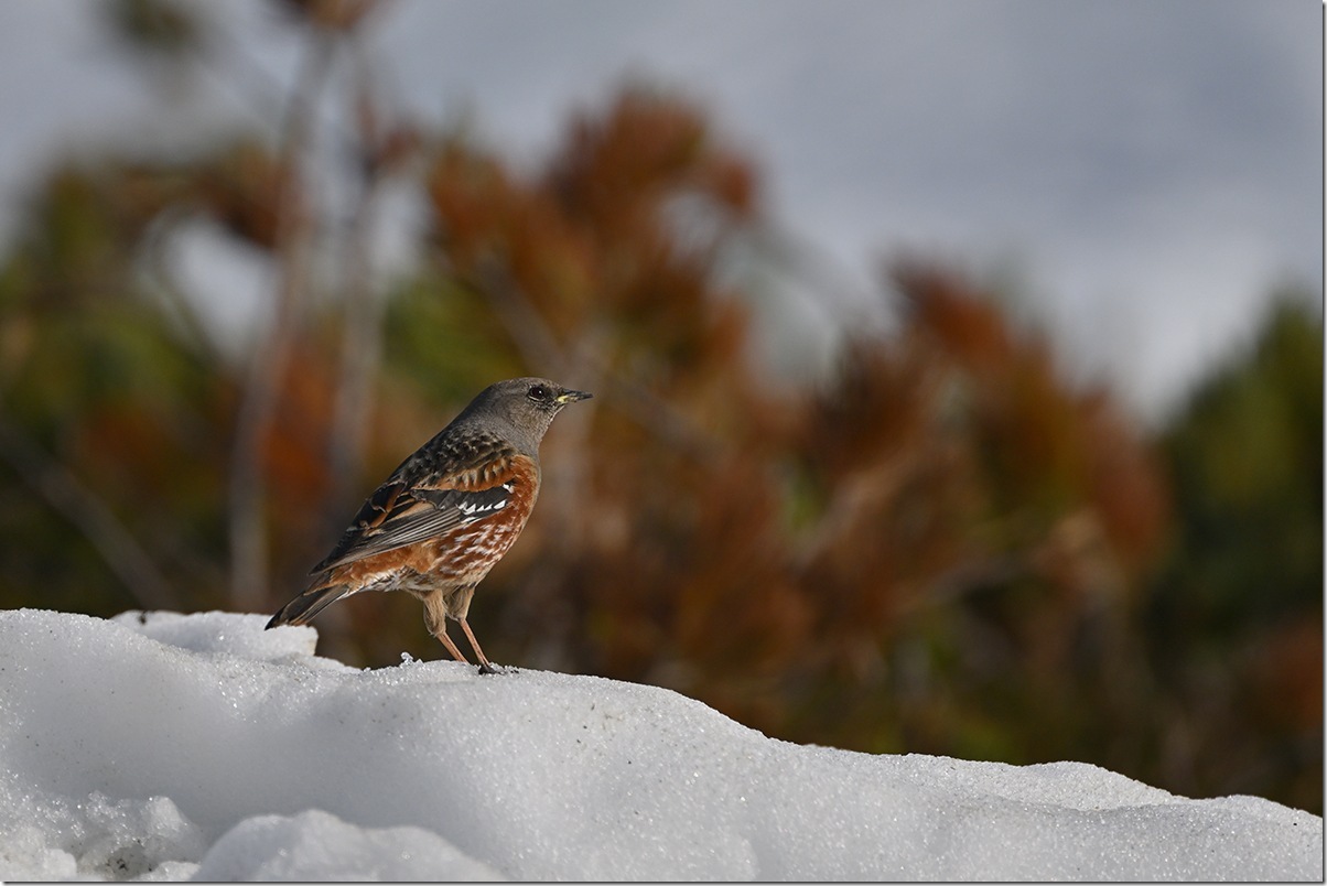 Z8M_7205_blog