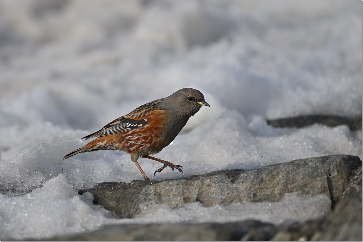 Z8M_7476_blog
