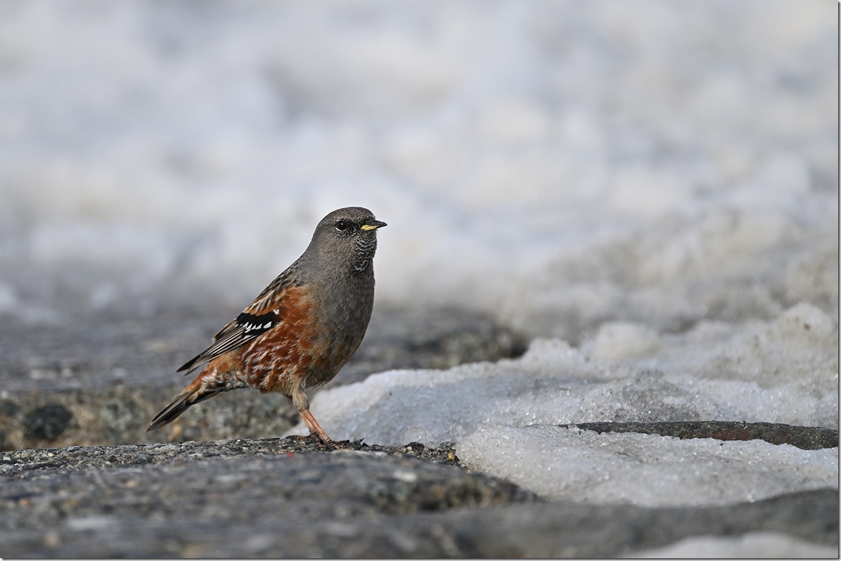 Z8M_7498_blog