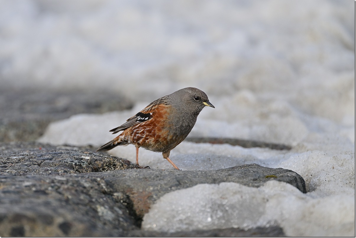 Z8M_7518_blog