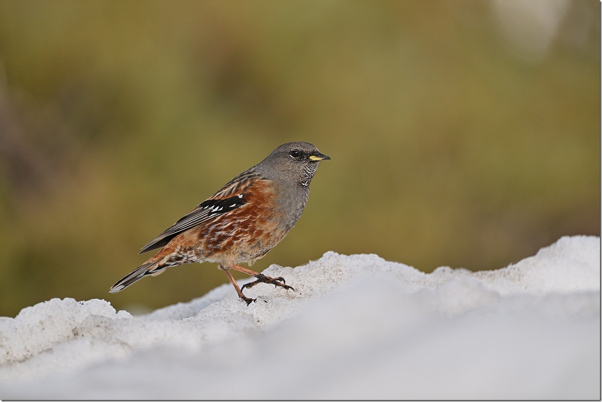 Z8M_7546_blog