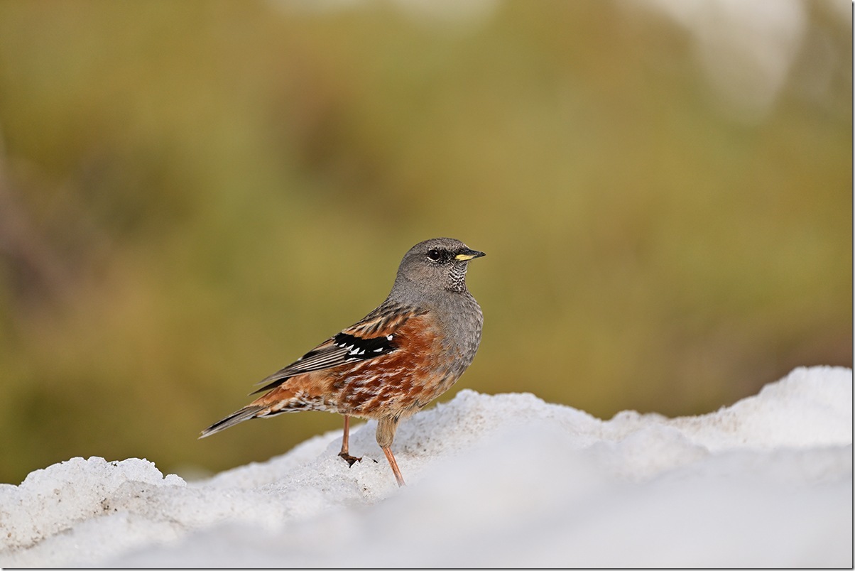 Z8M_7552_blog