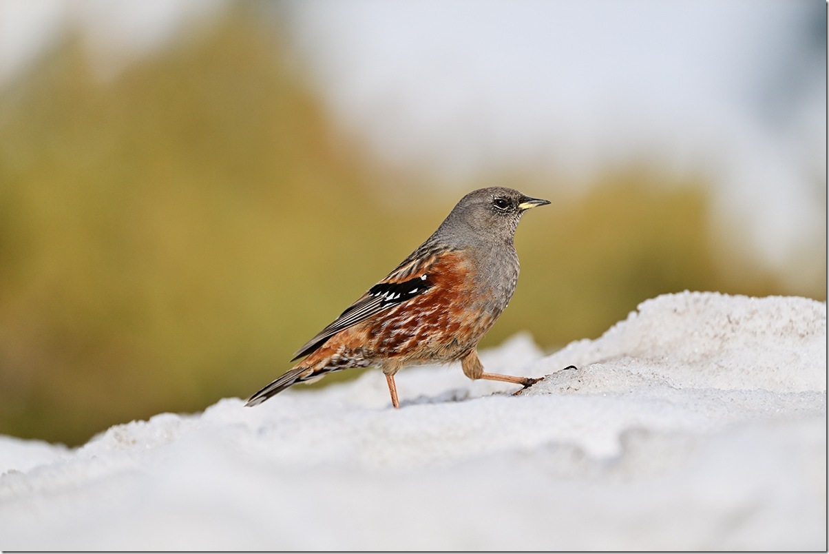 Z8M_7563_blog