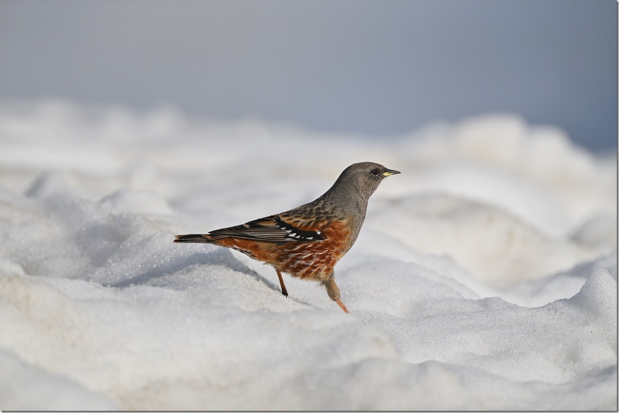 Z8M_7600_blog