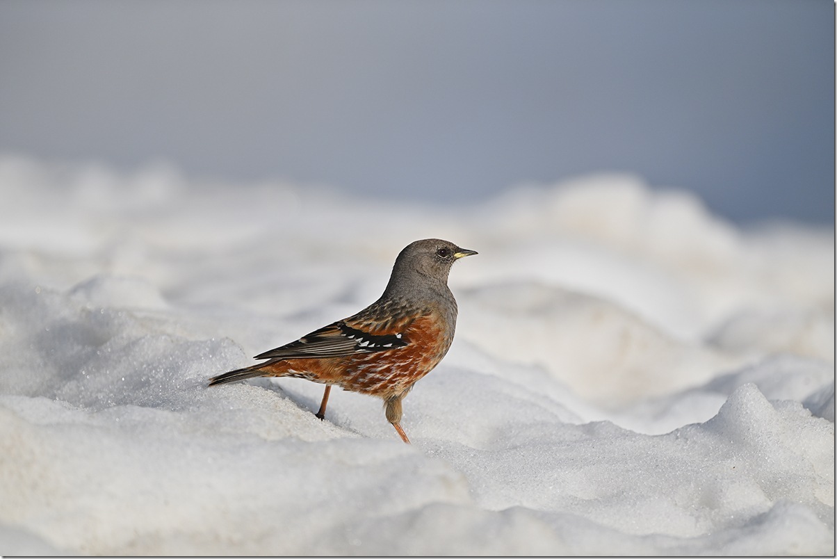 Z8M_7605_blog