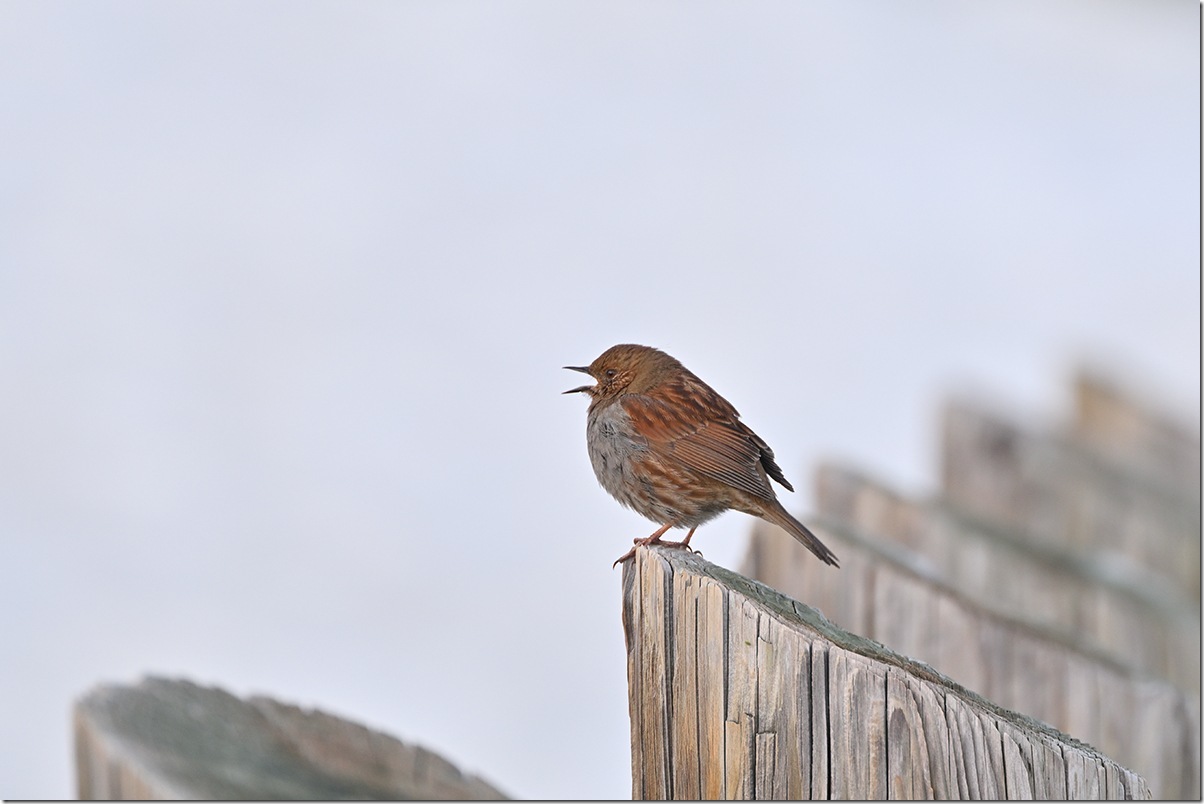Z8M_7889_blog