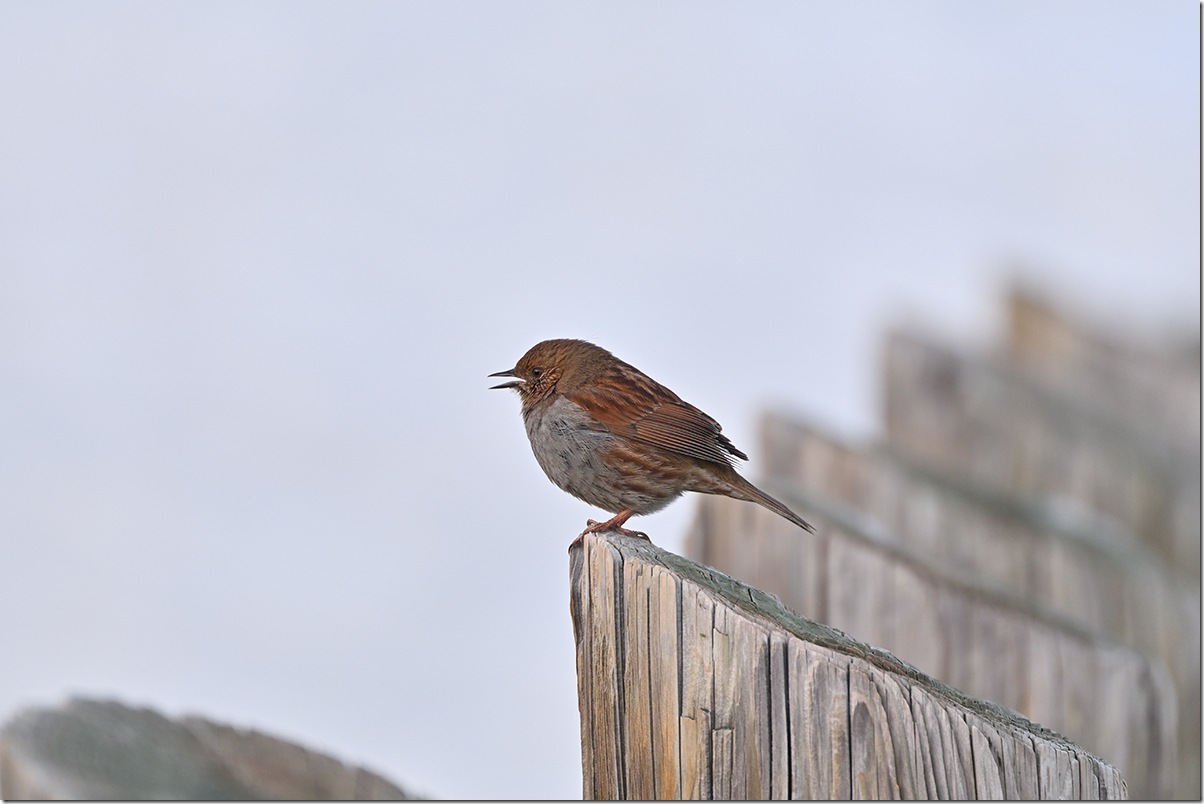 Z8M_7893_blog