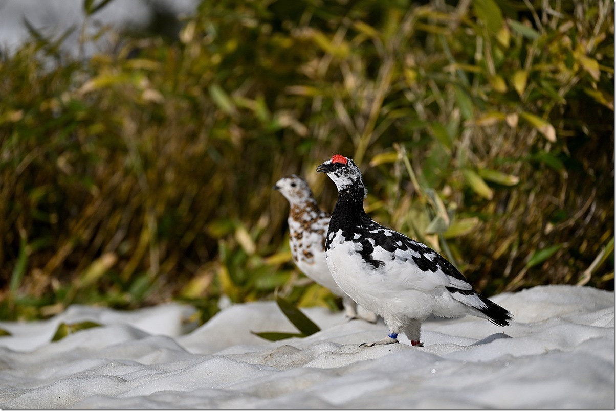 Z8M_8925_blog
