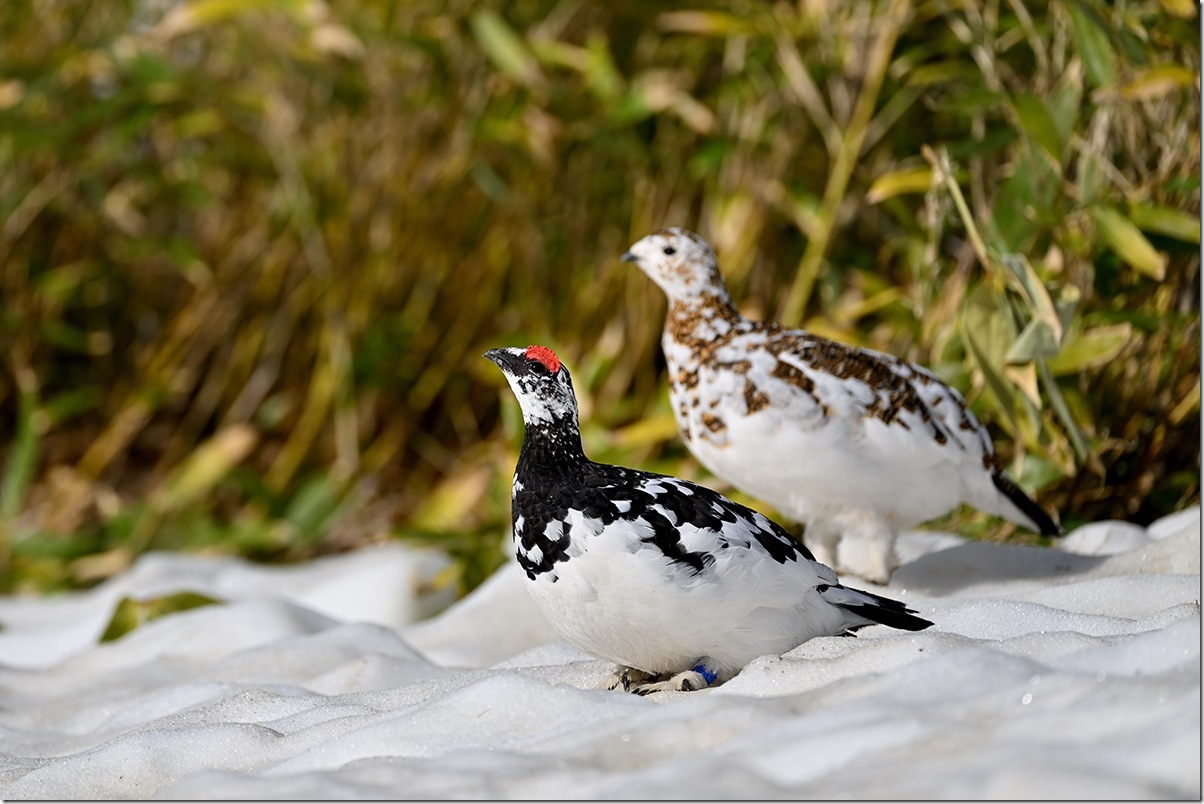 Z8M_8939_blog